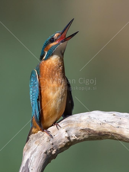 Klikni za ogled večje slike