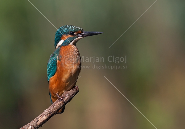 Klikni za ogled večje slike