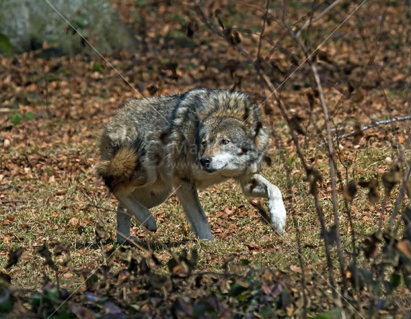 Klikni za ogled večje slike