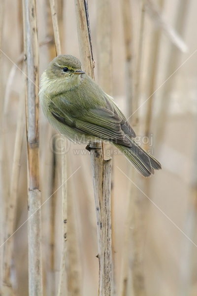 Klikni za ogled večje slike