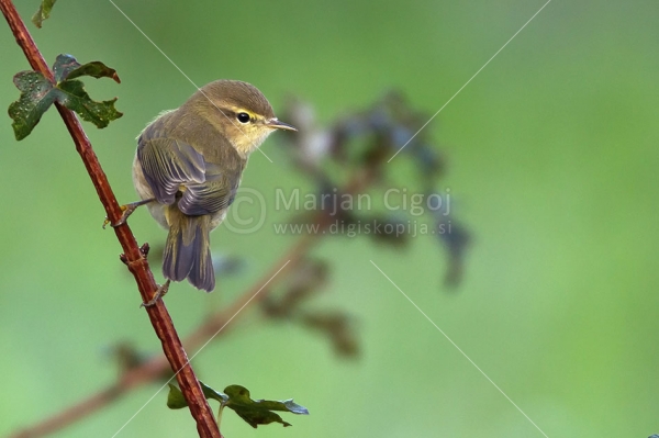 Klikni za ogled večje slike