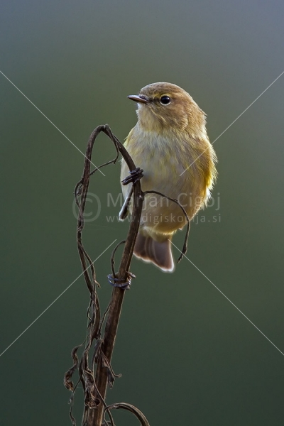 Klikni za ogled večje slike