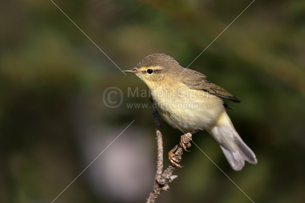 Klikni za ogled večje slike