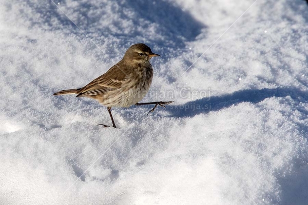 Klikni za ogled večje slike