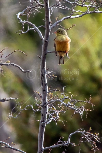 Klikni za ogled večje slike