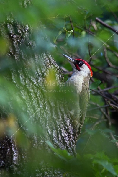 Klikni za ogled večje slike