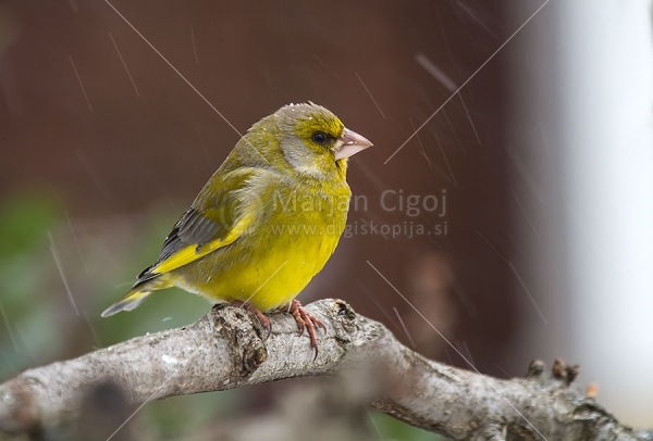 Klikni za ogled večje slike