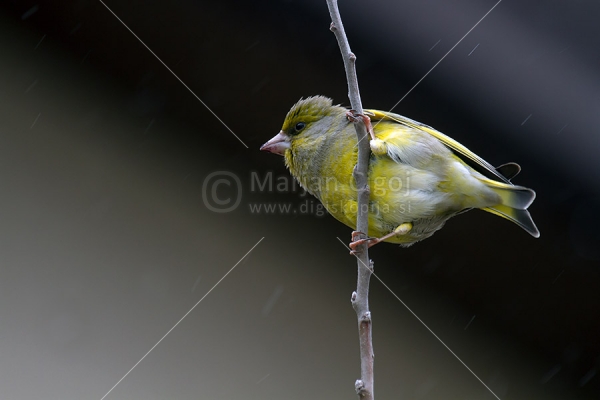 Klikni za ogled večje slike