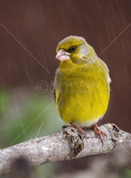 Klikni za ogled večje slike