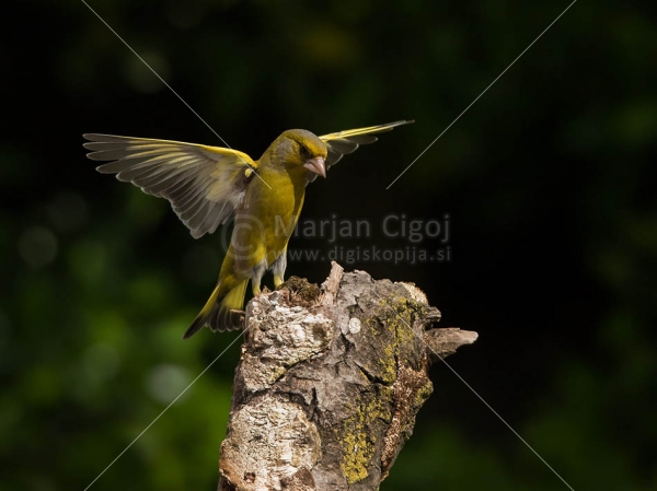 Klikni za ogled večje slike