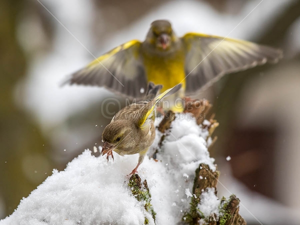 Klikni za ogled večje slike