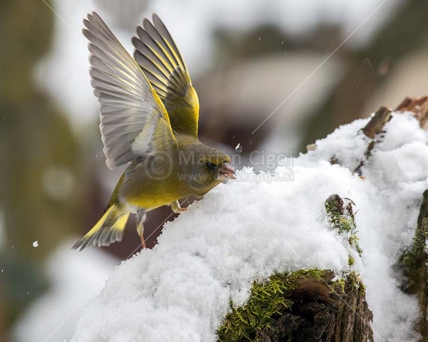 Klikni za ogled večje slike