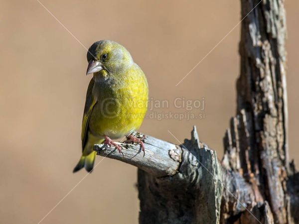 Klikni za ogled večje slike