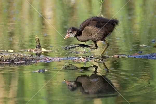 Klikni za ogled večje slike