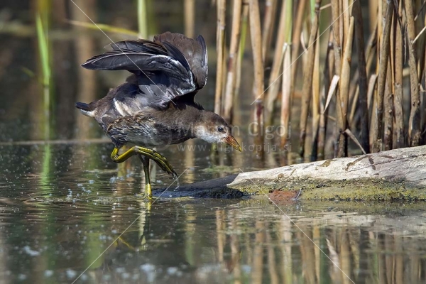Klikni za ogled večje slike