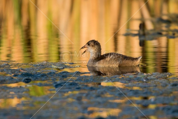 Klikni za ogled večje slike
