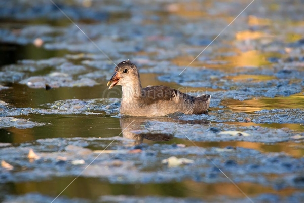Klikni za ogled večje slike