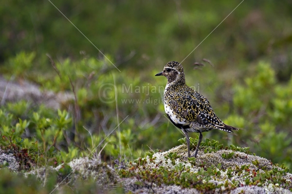 Klikni za ogled večje slike
