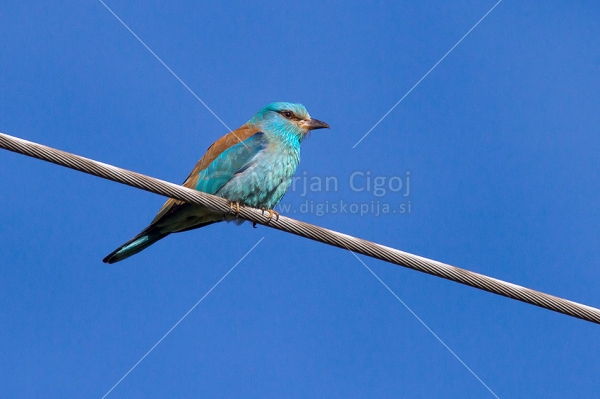 Klikni za ogled večje slike