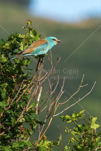 Klikni za ogled večje slike