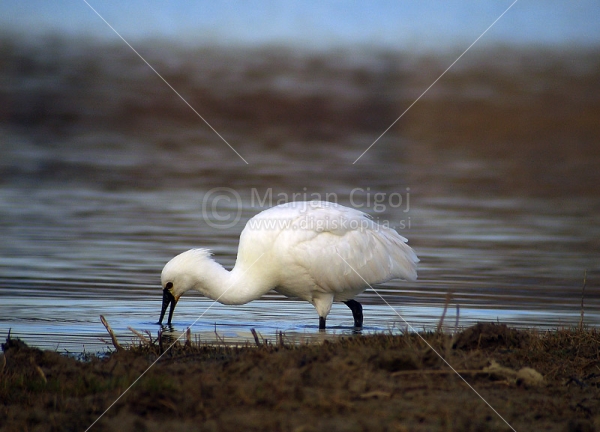Klikni za ogled večje slike