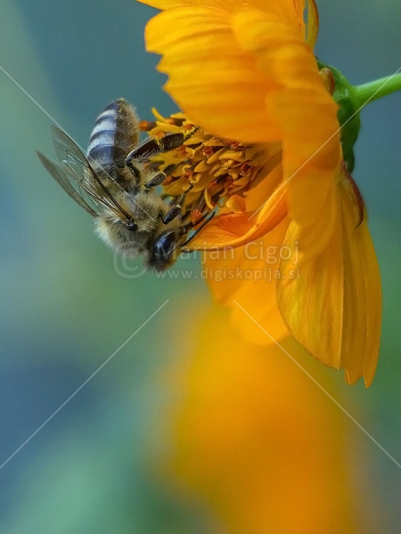 Klikni za ogled večje slike