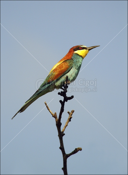 Klikni za ogled večje slike