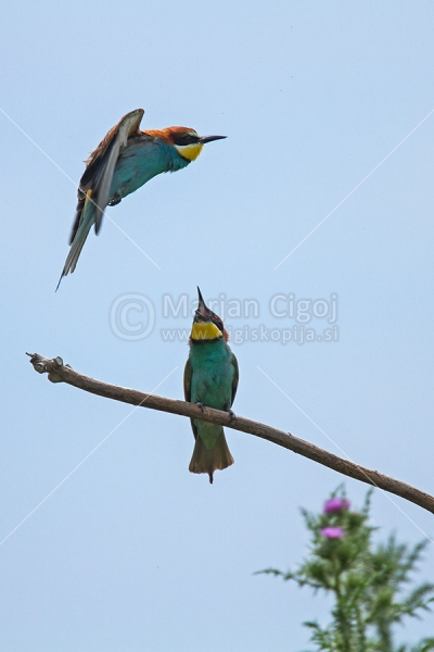 Klikni za ogled večje slike