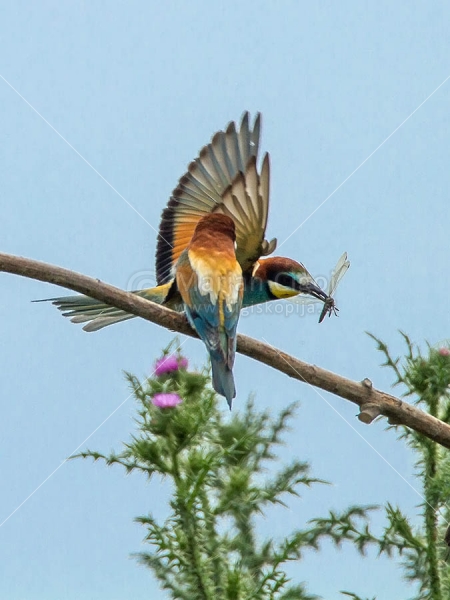 Klikni za ogled večje slike