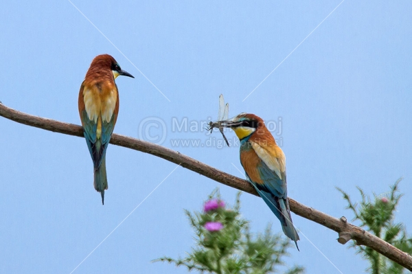 Klikni za ogled večje slike