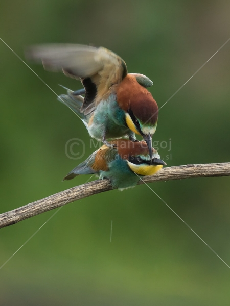 Klikni za ogled večje slike