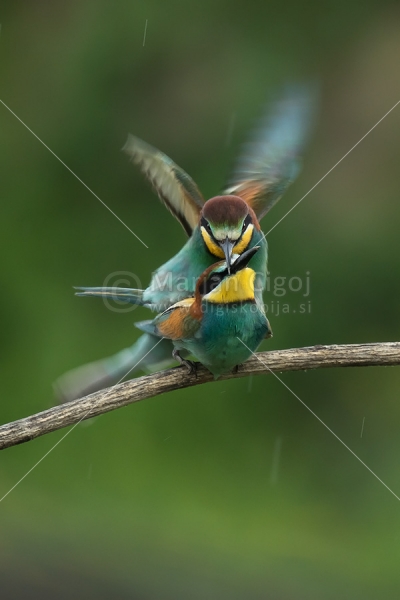 Klikni za ogled večje slike