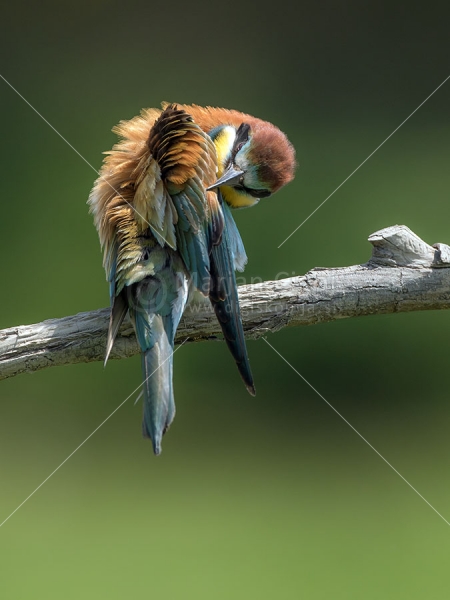 Klikni za ogled večje slike