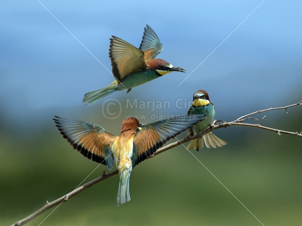 Klikni za ogled večje slike