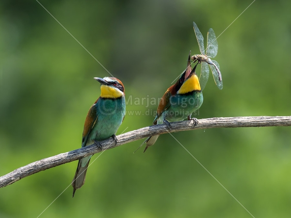 Klikni za ogled večje slike