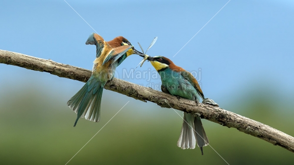 Klikni za ogled večje slike