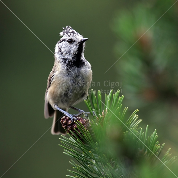 Klikni za ogled večje slike