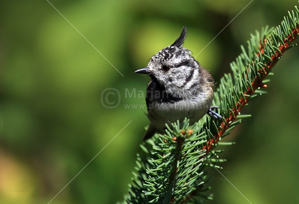 Klikni za ogled večje slike
