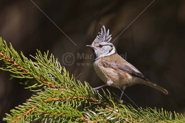 Klikni za ogled večje slike