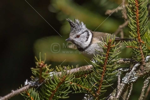 Klikni za ogled večje slike