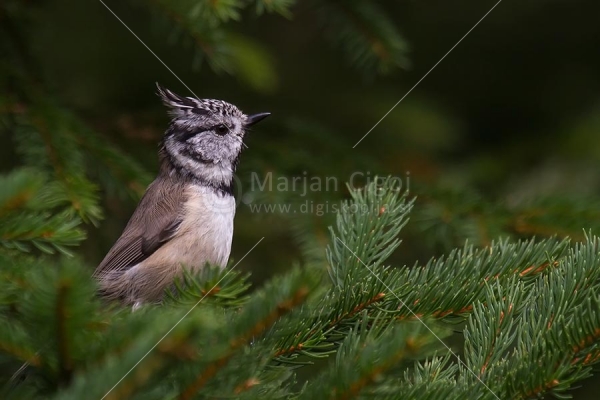 Klikni za ogled večje slike