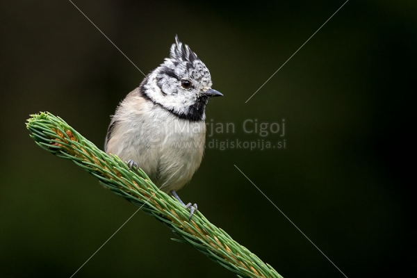 Klikni za ogled večje slike