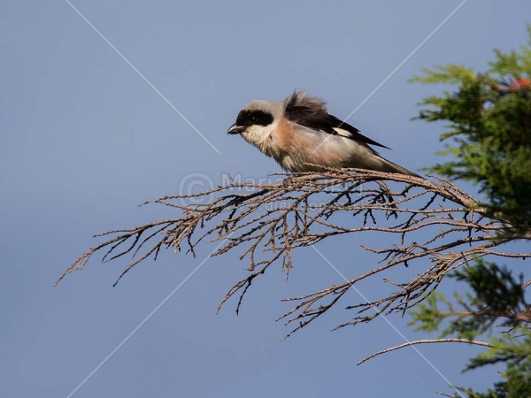 Klikni za ogled večje slike