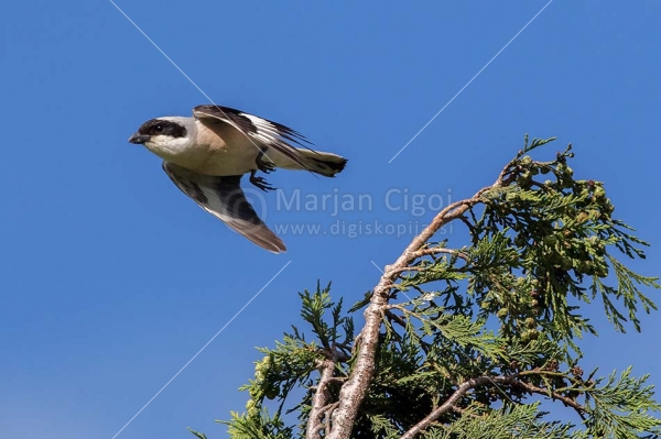 Klikni za ogled večje slike