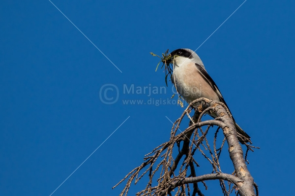 Klikni za ogled večje slike