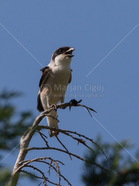 Klikni za ogled večje slike