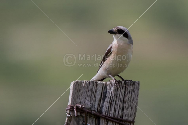 Klikni za ogled večje slike