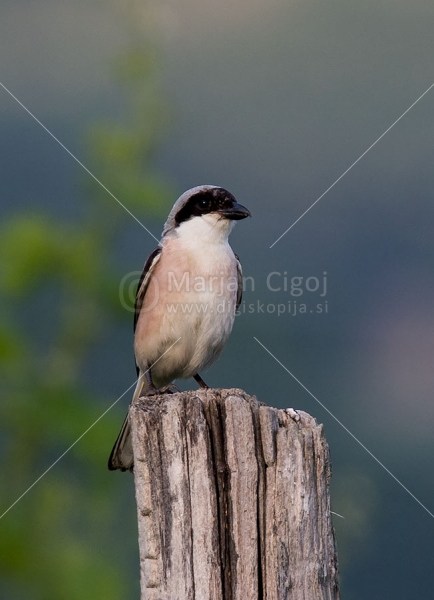 Klikni za ogled večje slike