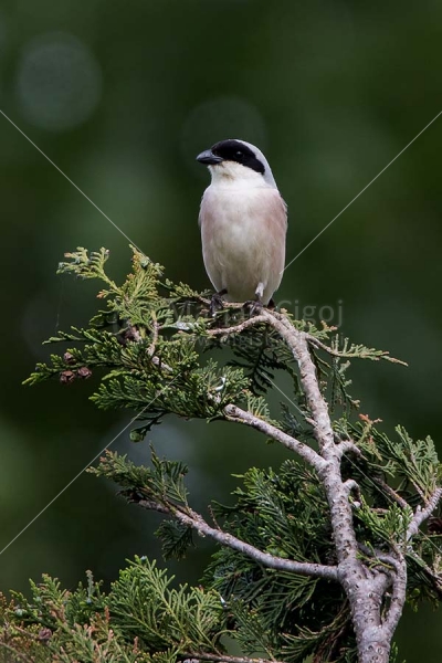 Klikni za ogled večje slike