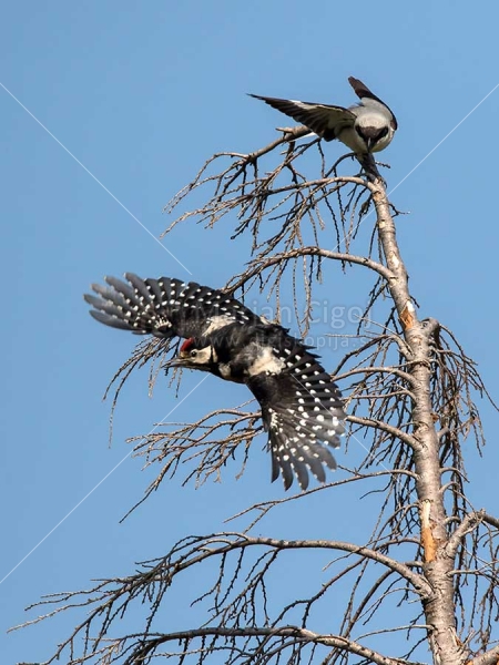 Klikni za ogled večje slike